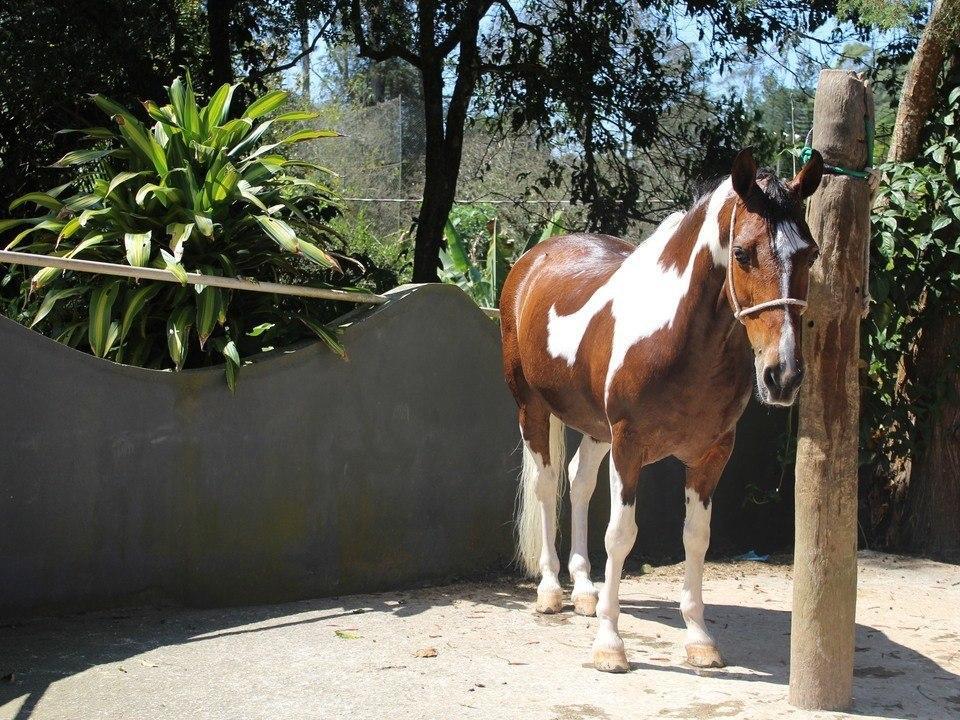 Hotel Fazenda Apm Caieiras Esterno foto